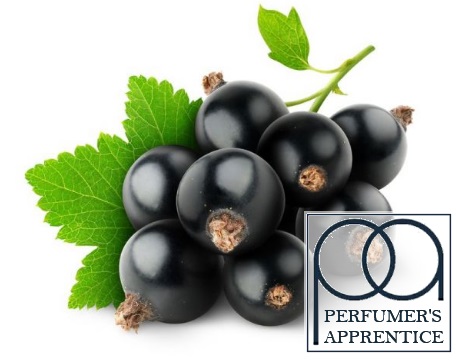 The Flavor Apprentice Perfumers Blackcurrant Flavour Concentrate
